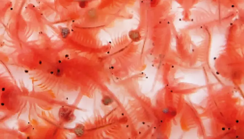 En närbild av många små, rosa artemia-räkor som simmar tätt tillsammans.
