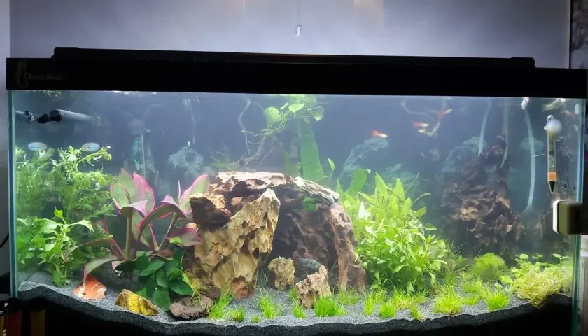 Vackert akvarium med fiskar, växter och stenformationer. En del av inredningen kan hjälpa till att sänka ph i akvarium.