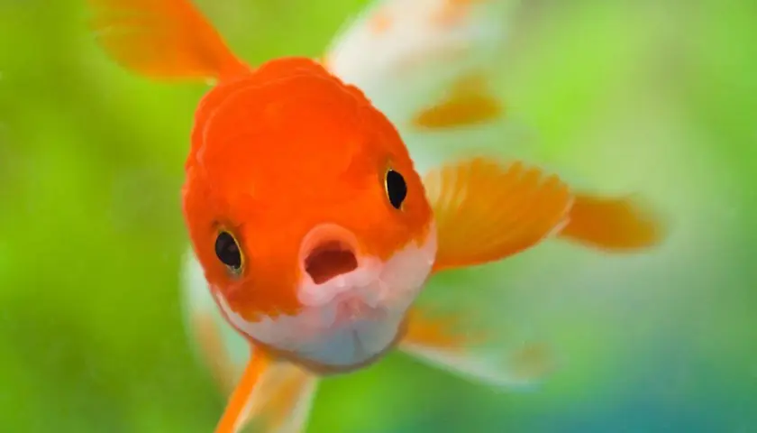 En orangefärgad lejonhuvudguldfisk simmar nära kameran med öppen mun.
