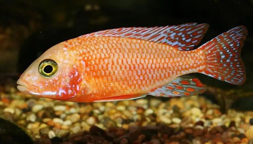 En eldig fisk med orange fjäll och blå prickar på fenorna simmar över en grusig botten.
