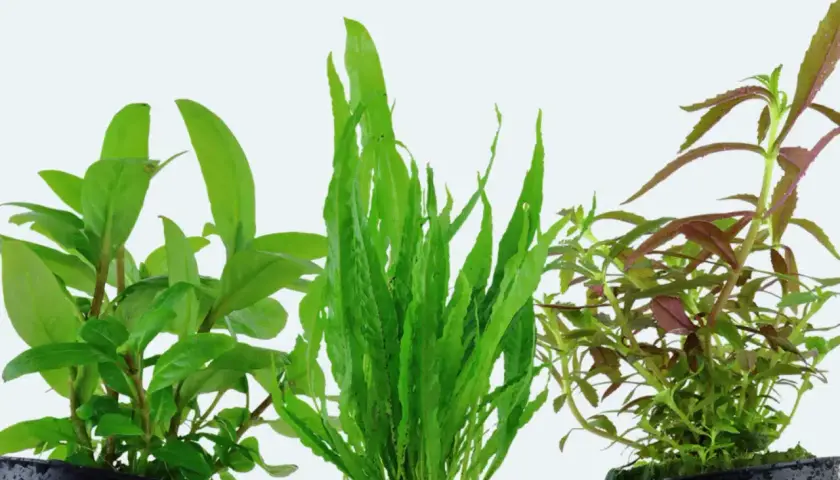 Three potted aquatic plants: green leafy, long green, and red-green leafy.