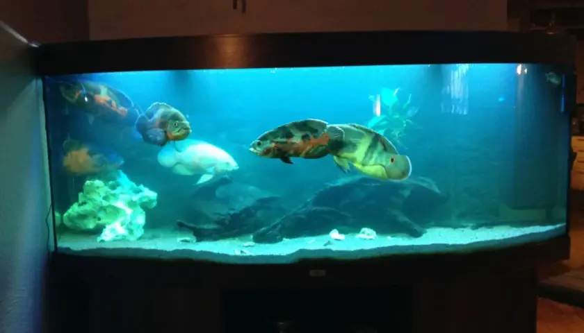 Stora oscar ciklider simmar i ett akvarium med blått ljus och sandbotten. En vit fisk syns också.
