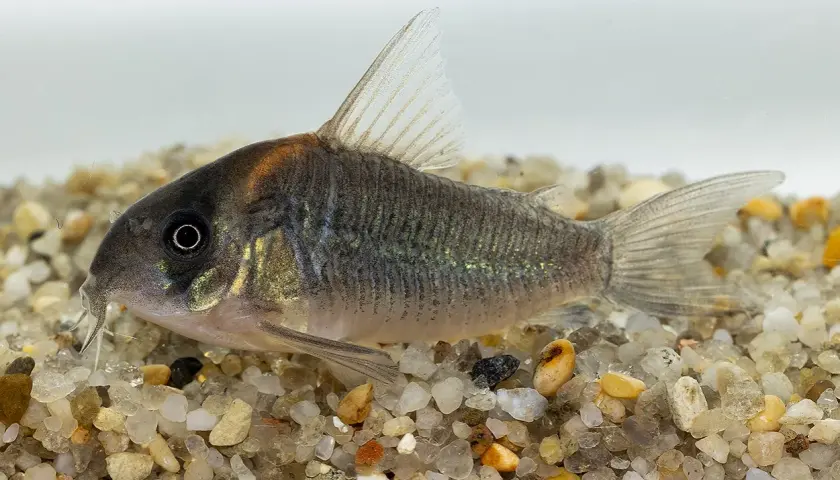 En Corydoras duplicareus simmar på grusig botten. Fisken har en mörkgrå kropp med skimrande sidor och en orangefärgad fläck på huvudet.
