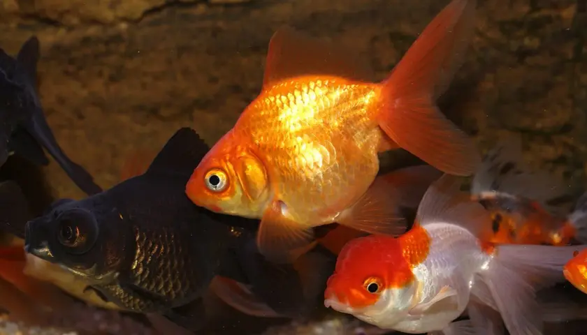 Guld- och svartfiskar simmar i ett akvarium. En guldfisk med orange fenor är i förgrunden. Akvarium storlek är inte synlig, men fiskarna ser ut att trivas.
