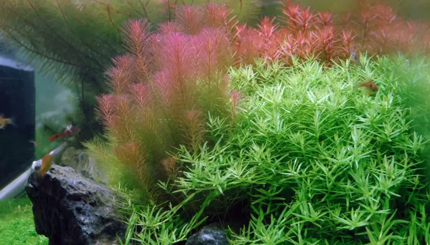 Rikligt med Rotala wallichii i akvariet, med både gröna och rödaktiga nyanser. Små fiskar simmar bland växterna.
