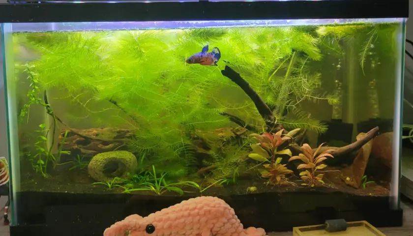 En kampfisk simmar bland frodigt grönt vattenväxt, *Ceratophyllum demersum*, i ett akvarium.