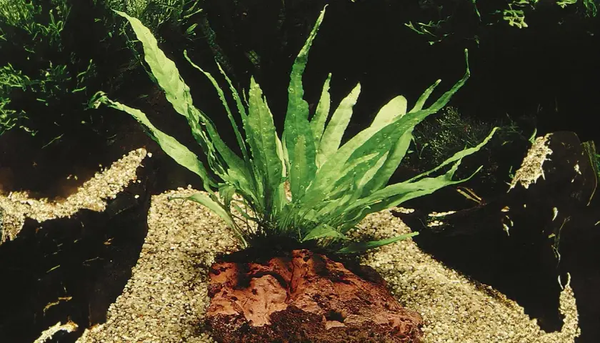Java fern växer frodigt från en rödaktig sten på en sandig botten i ett akvarium.
