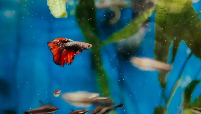 En kampfisk med röda fenor simmar i ett akvarium. Flera andra små fiskar syns i bakgrunden. Kampfisk akvarium storlek kan variera.