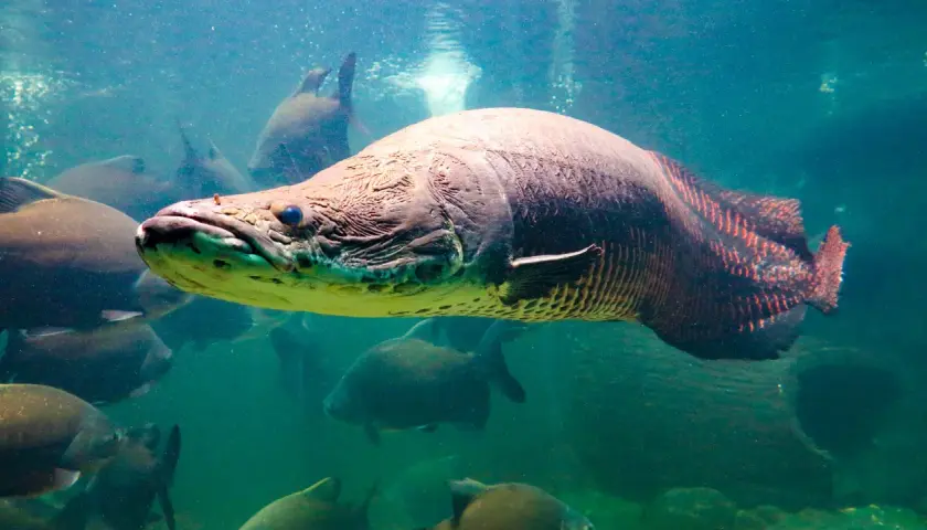 En stor arapaima fisk simmar i grumligt vatten, omgiven av andra fiskar.