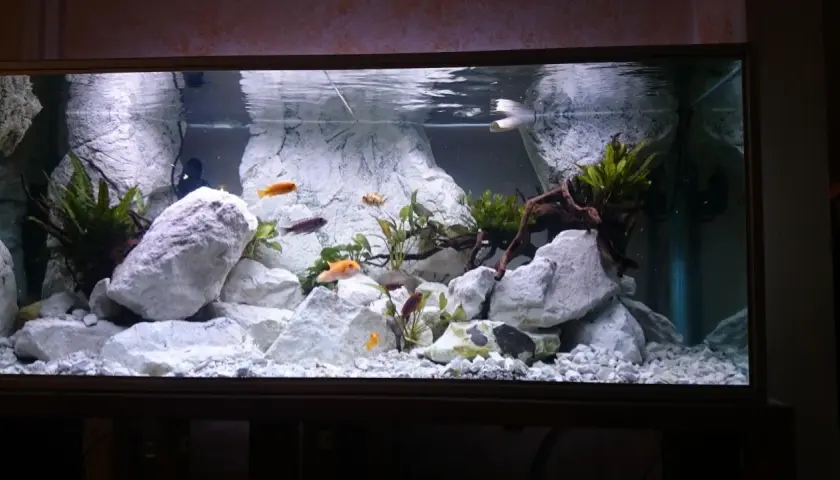 Fiskar simmar bland stora, vita stenar i ett akvarium. Lite mossa på stenarna ger en naturlig känsla.