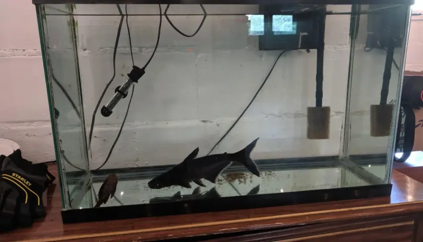 En stor, svart haj simmar i ett akvarium med en mindre prickig fisk.