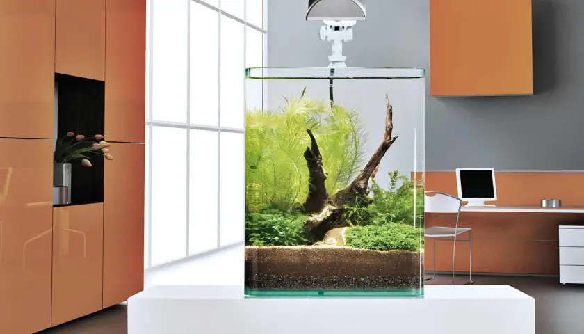 Ett stilrent litet akvarium med frodig grönska och drivved, placerat på ett vitt bord i ett modernt rum.