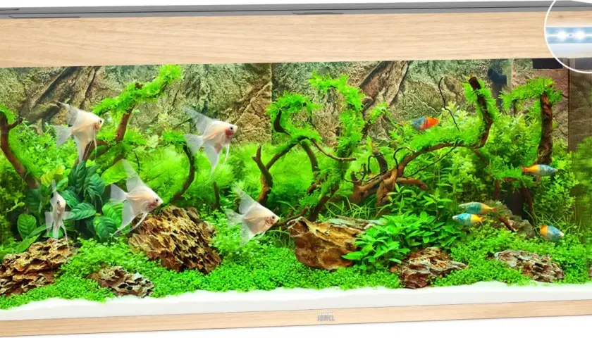 Ett vackert akvarium Juwel 240 liter med ljusa scalarer och färgglada småfiskar simmar bland frodig grönska och drivved.