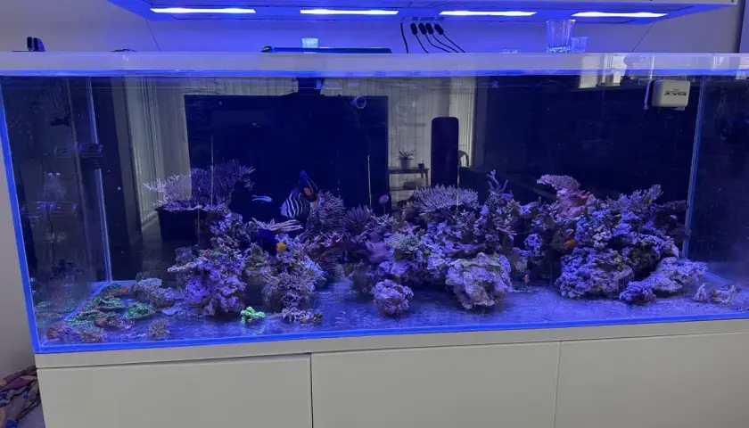 Ett akvarium med koraller och fiskar, inklusive en clownfisk och en kejsarfisk. En cleaner shrimp putsar stenarna.