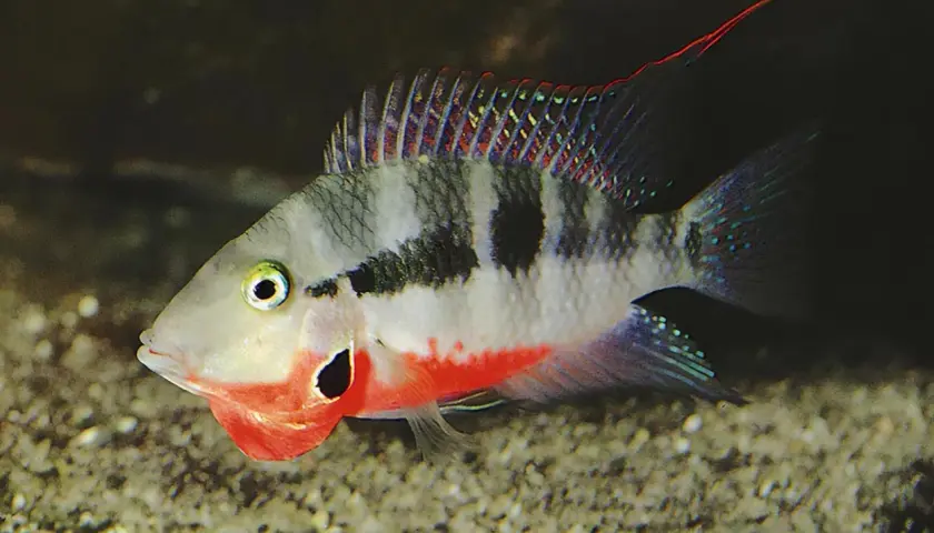Färgglad fisk med röd strupe och svarta fläckar. Kanske trivs den i Linköpings vatten med rätt hårdhet.
