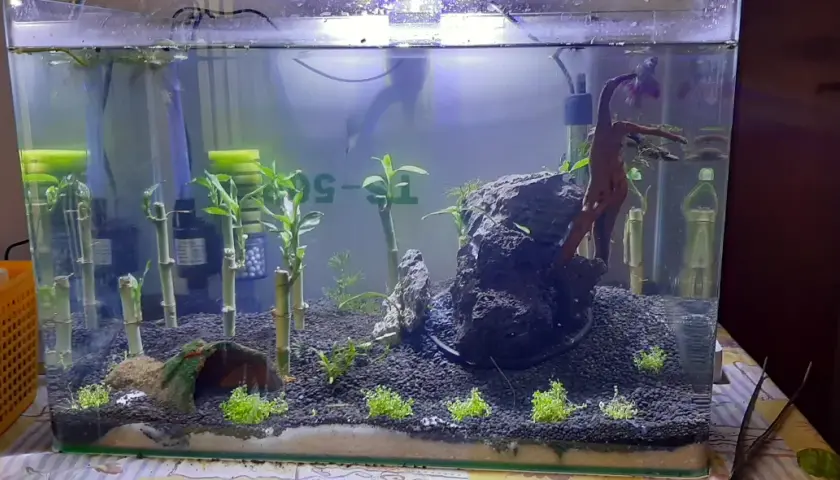 Akvarium med bambu, stenar och en fisk. Dracaena sanderiana växer i vattnet.