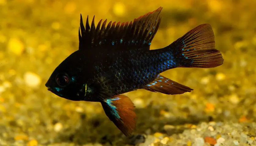 En mörk fisk med blå prickar simmar i ett akvarium med svarta alger.