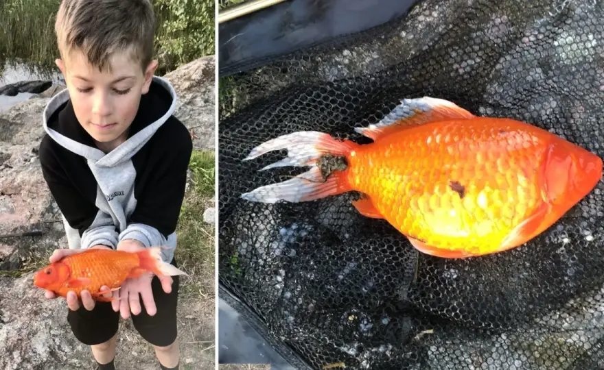 Guldfisk i skål utan pump - Sanningen om att hålla guldfisk