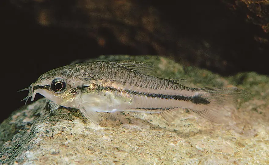 Pygmékory - Så lyckas du med Gastrodermus pygmaeus