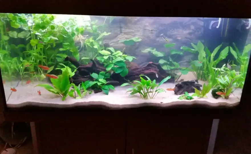 Baskarpsand i akvarium - Så lyckas du med din botten