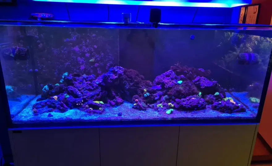150 liters akvarium - Allt du behöver veta för en lyckad start