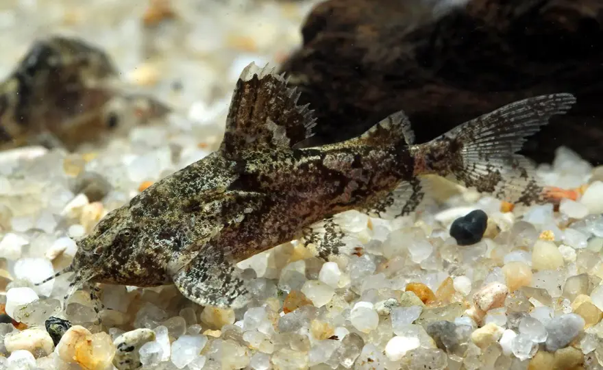 Ictalurus punctatus - Därför är den sällan rätt för akvariet