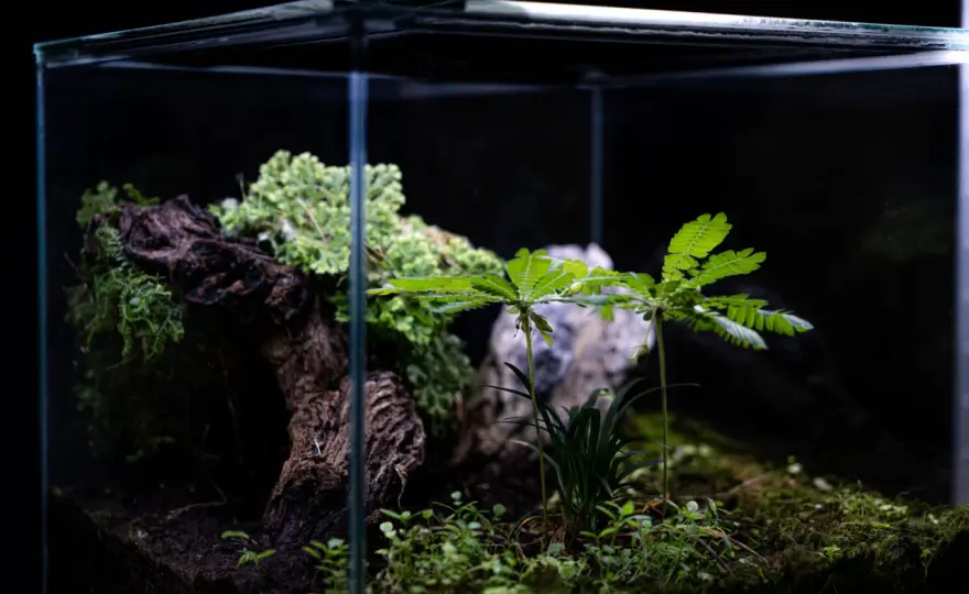 Växtakvarium - Få det att blomstra med rätt balans