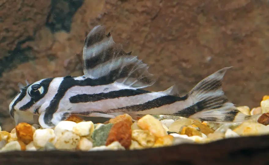 Zebrapleco (Hypancistrus zebra) - Skötselguide för L046