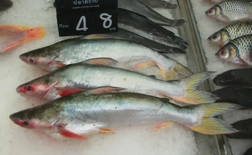 Pangasius - En guide till hajmalen du köper i butik