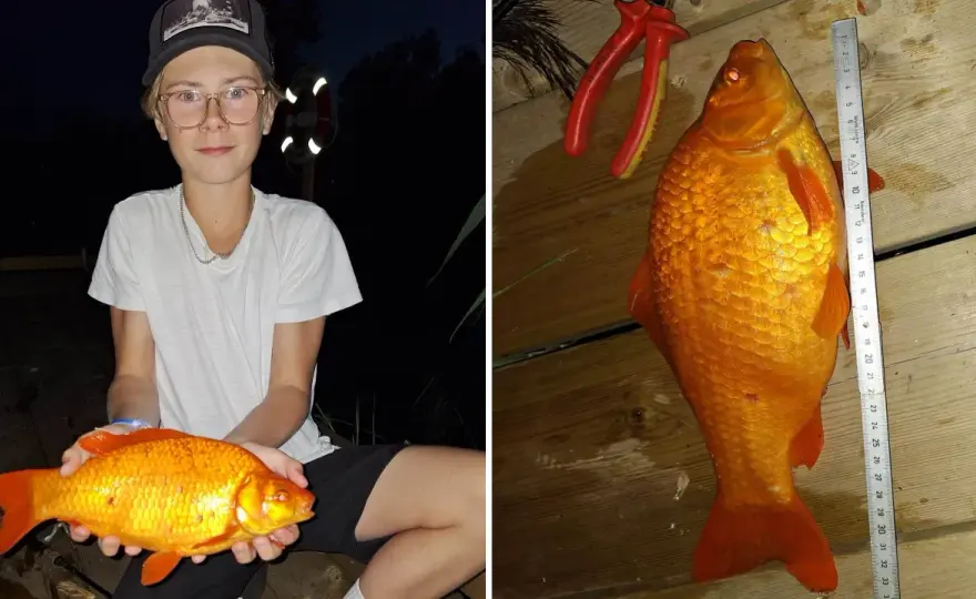 Hur stor blir en guldfisk? Sanningen om storlek och miljö