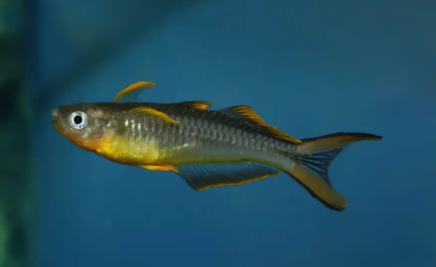 Pseudomugil furcatus - Din guide till ett levande akvarium