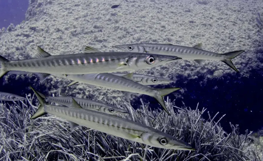 Barracuda i akvarium - Varför det sällan fungerar hemma