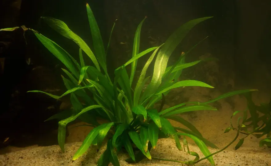 Svärdplanta i akvarium - Få den att trivas och växa!