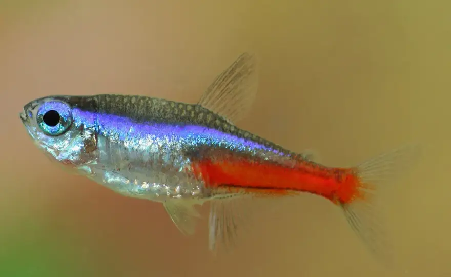 Neontetra - Så får du den att trivas & lysa i akvariet