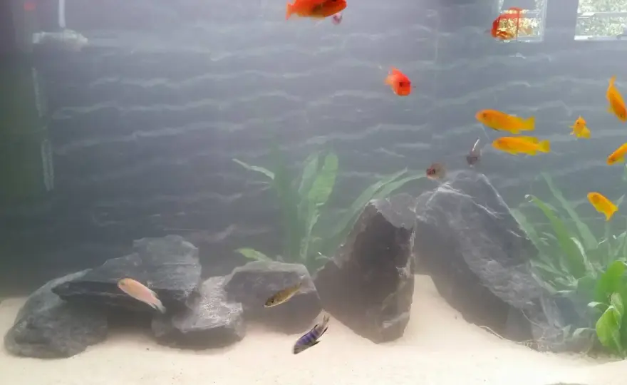 Påhängsfilter akvarium - Välj rätt & få kristallklart vatten
