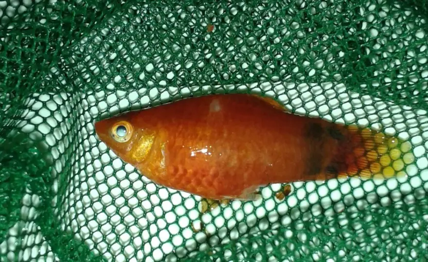 Platy temperatur - Så får du friska fiskar i akvariet