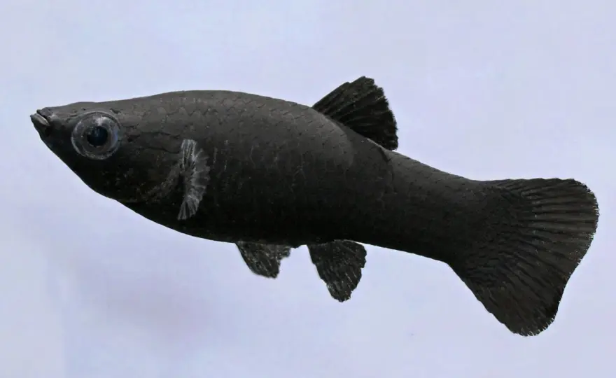 Black Molly Fisk - Skapa ett akvarium där den trivs!