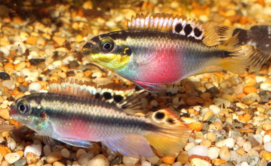 Palettciklid - Skötsel, lek & akvarium som fungerar