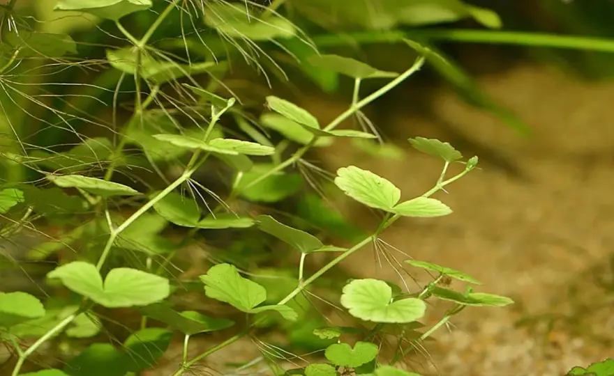 Vattenspikblad i akvariet - Så lyckas du med Hydrocotyle