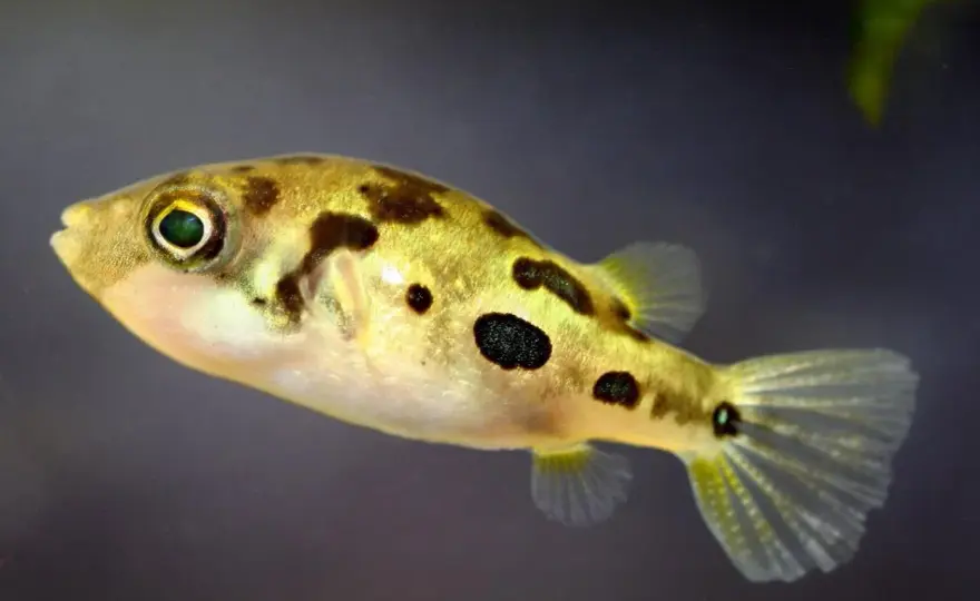 Pufferfisk i akvarium - Allt du måste veta innan köp