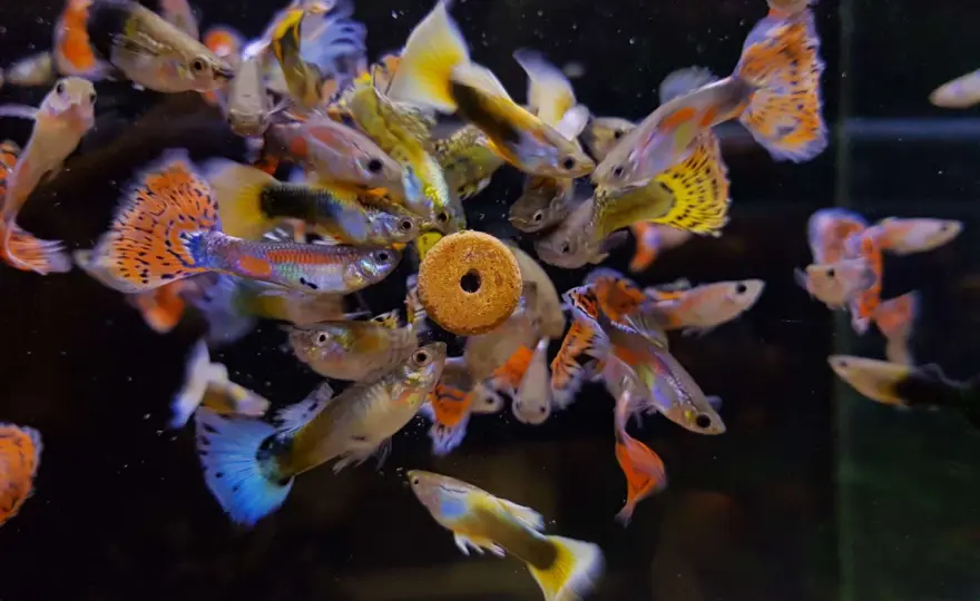 Sortera guppys - Maximera kontrollen i ditt akvarium