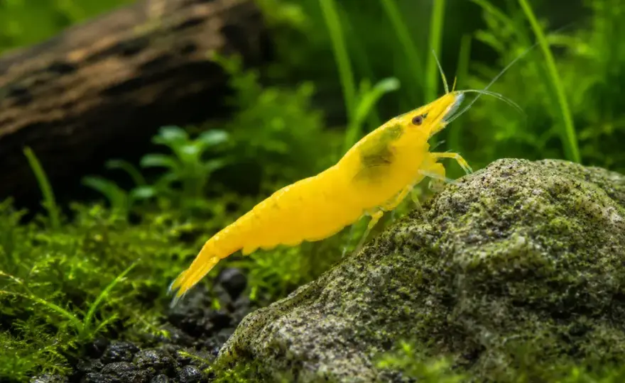 Neritsnäcka i akvarium - Så lyckas du & får algfritt!