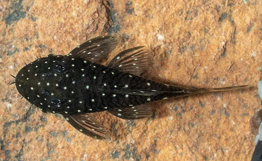 Välj rätt mal till akvariet - Undvik misstagen & få en glad fisk
