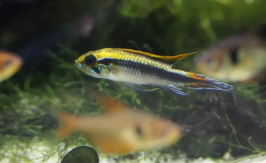 Regnbågsciklid - Skötsel, lek & akvarium som fungerar