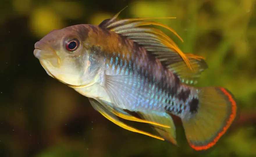 Apistogramma baenschi - Skapa drömakvariet för Inka-cikliden!