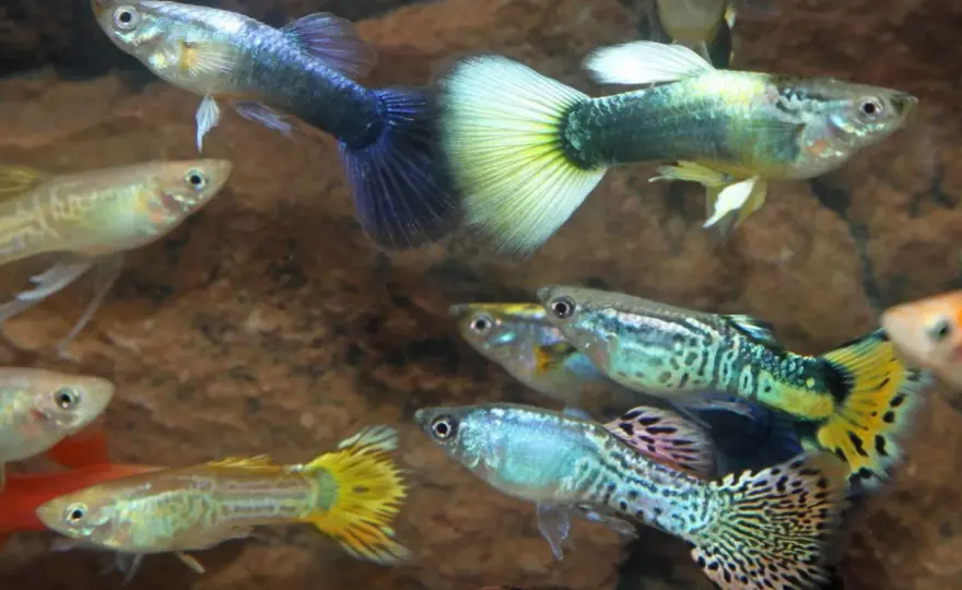 Guppy temperatur - Så får du friska fiskar & stabil miljö