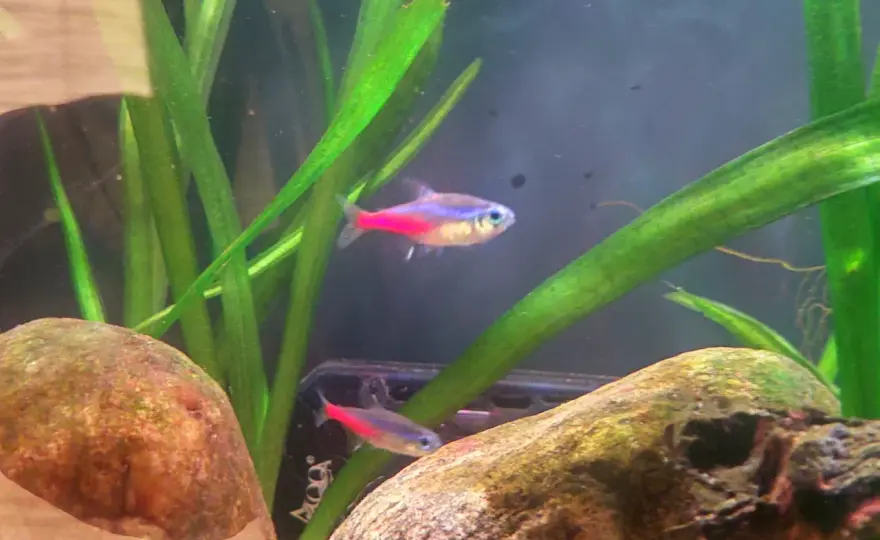 Neonsjukan – Symtom, orsak & förebyggande i akvarium