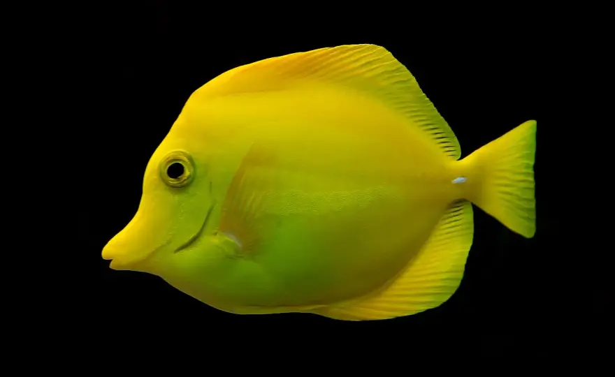Yellow tang - Allt för ett lyckat revakvarium