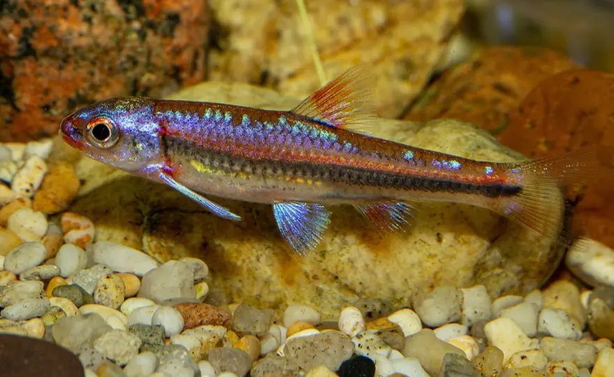 Hydrophlox chrosomus - Få fram färgerna i ditt akvarium!