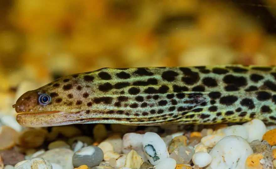 Muräna i saltvattensakvarium - Din kompletta guide